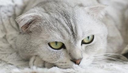 迪庆最新的高价医保个人账户余额微信查询方法分享(迪庆医保查询个人账户明细怎么查微信教程)