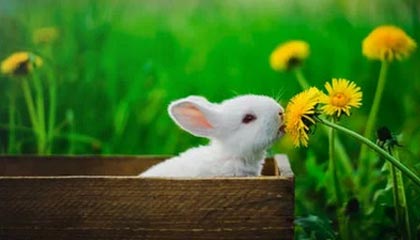 迪庆最新的高价找中介取公积金违法吗方法分享(迪庆中介取公积金怎么收费教程)